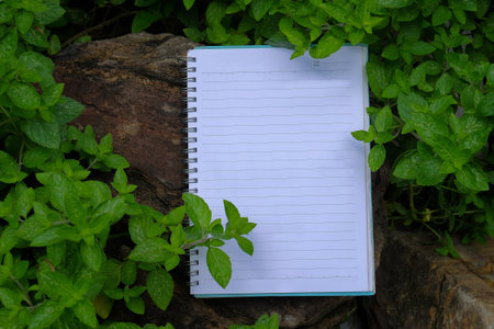 Book note on the field on sunny day in spring.の写真素材