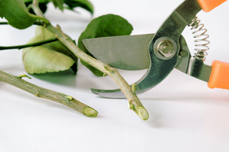 Garden secateurs plants with chopped cuttings with leaves on wood table.