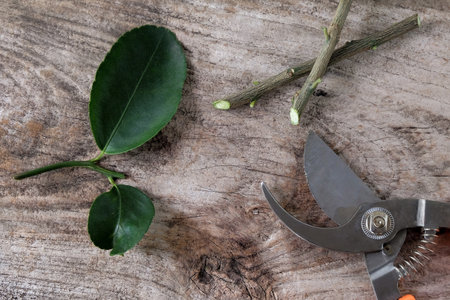 Garden secateurs plants with chopped cuttings with leaves on wood table.の写真素材