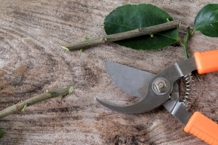 Garden secateurs plants with chopped cuttings with leaves on wood table.