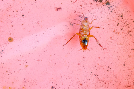 Cockroaches in a water tank.の写真素材