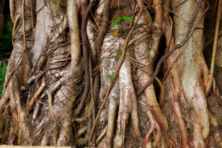 Big tree in the rain forest ,national park.の写真素材