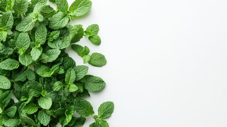 Top view of a bunch of fresh mint leaves arranged neatly on a white background with space for textの素材