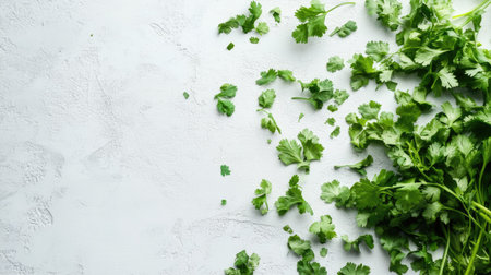 Fresh parsley and cilantro leaves scattered on a light surface with ample space around for copy.の素材