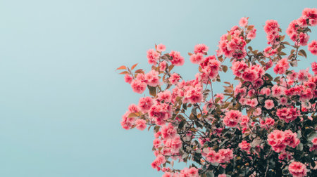 A top view of a flowering tree with pink blossoms against a clear sky. Ample space for text above.の素材