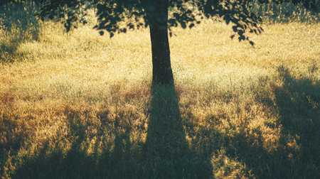 Shadow of a tall tree falling on a quiet meadow, with clear copy space for your messageの素材