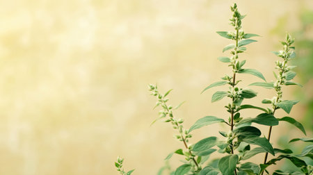 Sacred Tulsi plant with space for text on a soft background. Holy plant in Hinduism.の素材