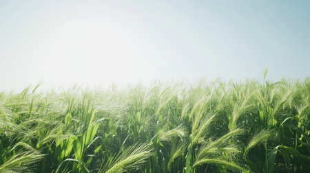A field of green corn plants swaying in the wind, with space for copy in the clear skyの素材