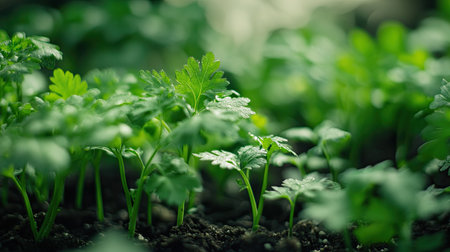 Healthy parsley plants with delicate, curly leaves growing in an outdoor herb garden. Bright and naturalの素材