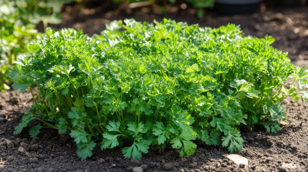 A thriving patch of green parsley growing in a rustic backyard, glowing under the warm morning sunの素材