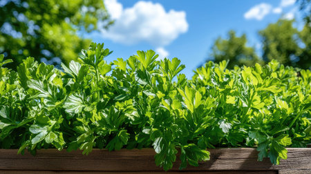 Lush green herbs thriving in a wooden planter under bright sunlight, against a beautiful blue sky. Perfect for garden inspiration or culinary use.の素材