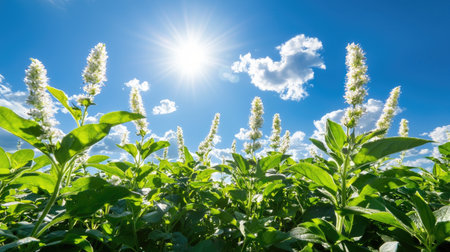 A stunning scene showcasing vibrant green plants reaching towards a bright sun in a clear blue sky. The image captures the essence of nature's beauty and tranquility.の素材