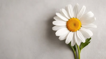 A stunning close-up of a fresh white daisy, featuring vibrant petals and a bold yellow center, set against a soft gray background. This image captures the essence of nature's beauty, making it an ideal choice for floral or aesthetic projects.の素材