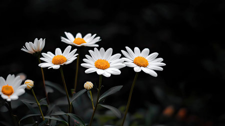 A stunning display of white daisies with striking yellow centers stands out against a dark background, showcasing the beauty of nature's delicate flowers.の素材