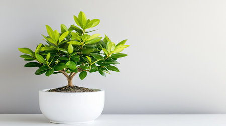 This image features a vibrant indoor plant in a sleek white pot, highlighting its lush green leaves against a simple wall backdrop. Perfect for home decor.の素材