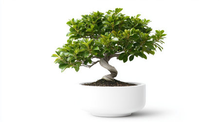 A vibrant bonsai tree with lush green leaves and a striking twisted trunk sits elegantly in a minimalist white pot, ideal for tranquil home decoration.の素材