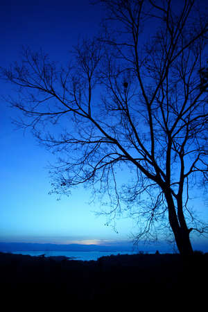 silhouette tree at sunset on blue background の写真素材