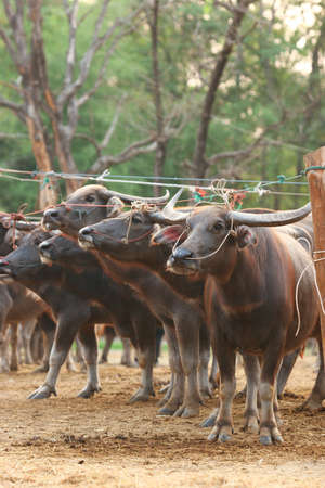 Buffalo in farmの写真素材