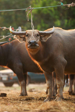 Buffalo in farmの写真素材