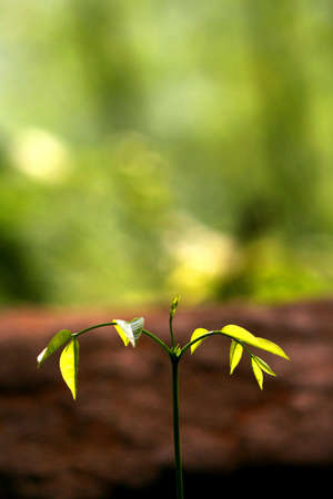 young leave の写真素材