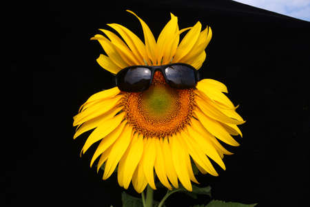 Sunflowerの写真素材