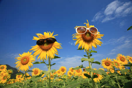 Sunflowerの写真素材