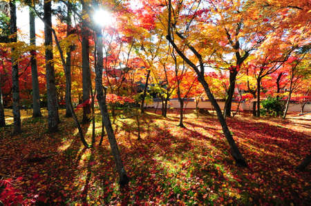 Japanese maple during autumn at Eikando Temple in Kyoto, Japan.の写真素材