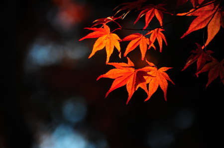 Japanese maple during autumn  Kyoto, Japan.
