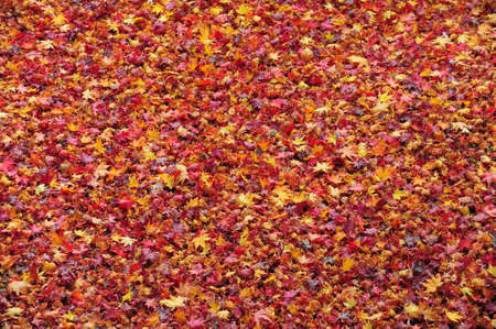 Fallen leaves on the road  , Backgroundの写真素材