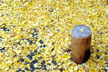 a lot of ginkgo on the ground in autumn