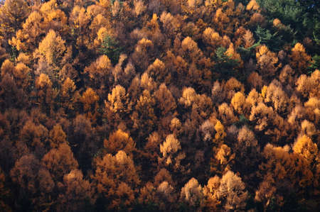 Beautiful Colorful Autumn Leaves