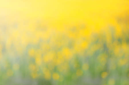 Abstract yellow flowers blurred in outdoors