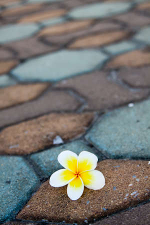 Frangipani Flower  plumeria の写真素材