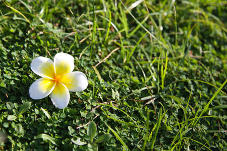 Frangipani Flower  plumeria の写真素材