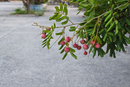 Longan on the treeの写真素材