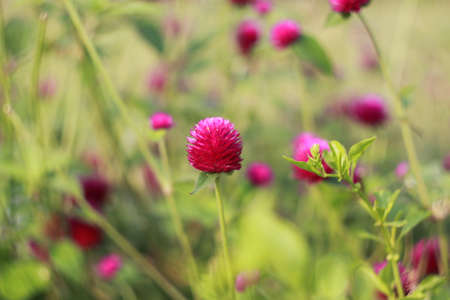 Globe amaranth or Gomphrena globosa の写真素材