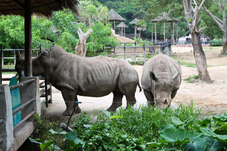 Rhino in Thailand zooの写真素材