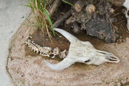 Carcass head skull of bullの写真素材