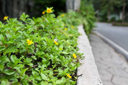 Close up of wedelia flower の写真素材