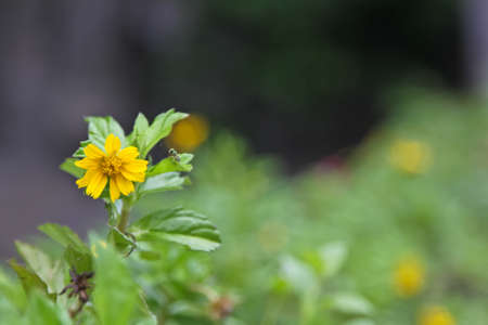 Close up of wedelia flowerの写真素材