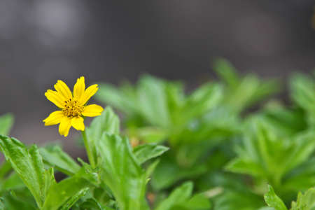 Close up of wedelia flower の写真素材