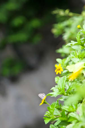 beautiful Singapore dailsy flower (Melampodium divaricatum)の写真素材
