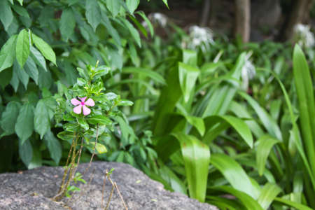 Purple cosmos flowersの写真素材