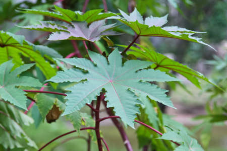 Green leaves in garden.の写真素材