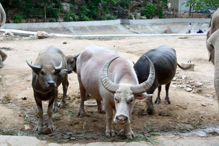 Thai buffaloの写真素材