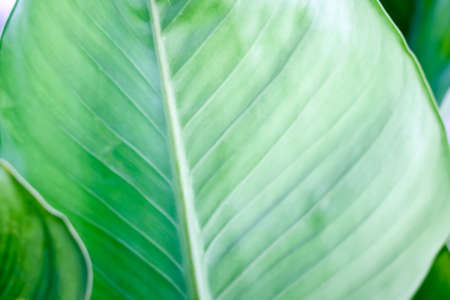 The green leaf backgroundの写真素材