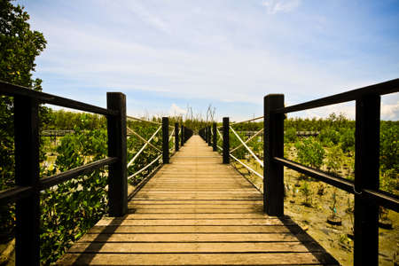 Wood bridge in Thailand mangrove national park imageの写真素材
