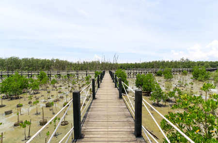 Wood bridge in Thailand mangrove national park imageの写真素材