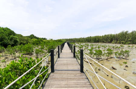 Wood bridge in Thailand mangrove national park imageの写真素材