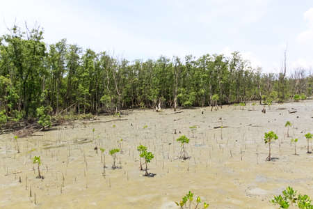 mangrove forestの写真素材